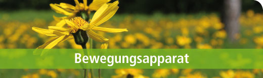 Dreluso Bewegungsapparat Dreluso Bewegungsapparat
