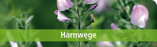 Dreluso Harnwege Dreluso Harnwege