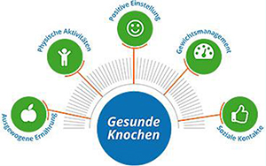 Gesunde Knochen Gesunde Knochen